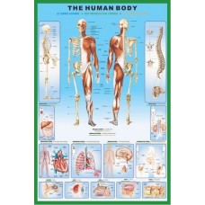 Harta corpului uman
